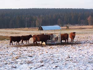 Fütterung der Herde im Winter